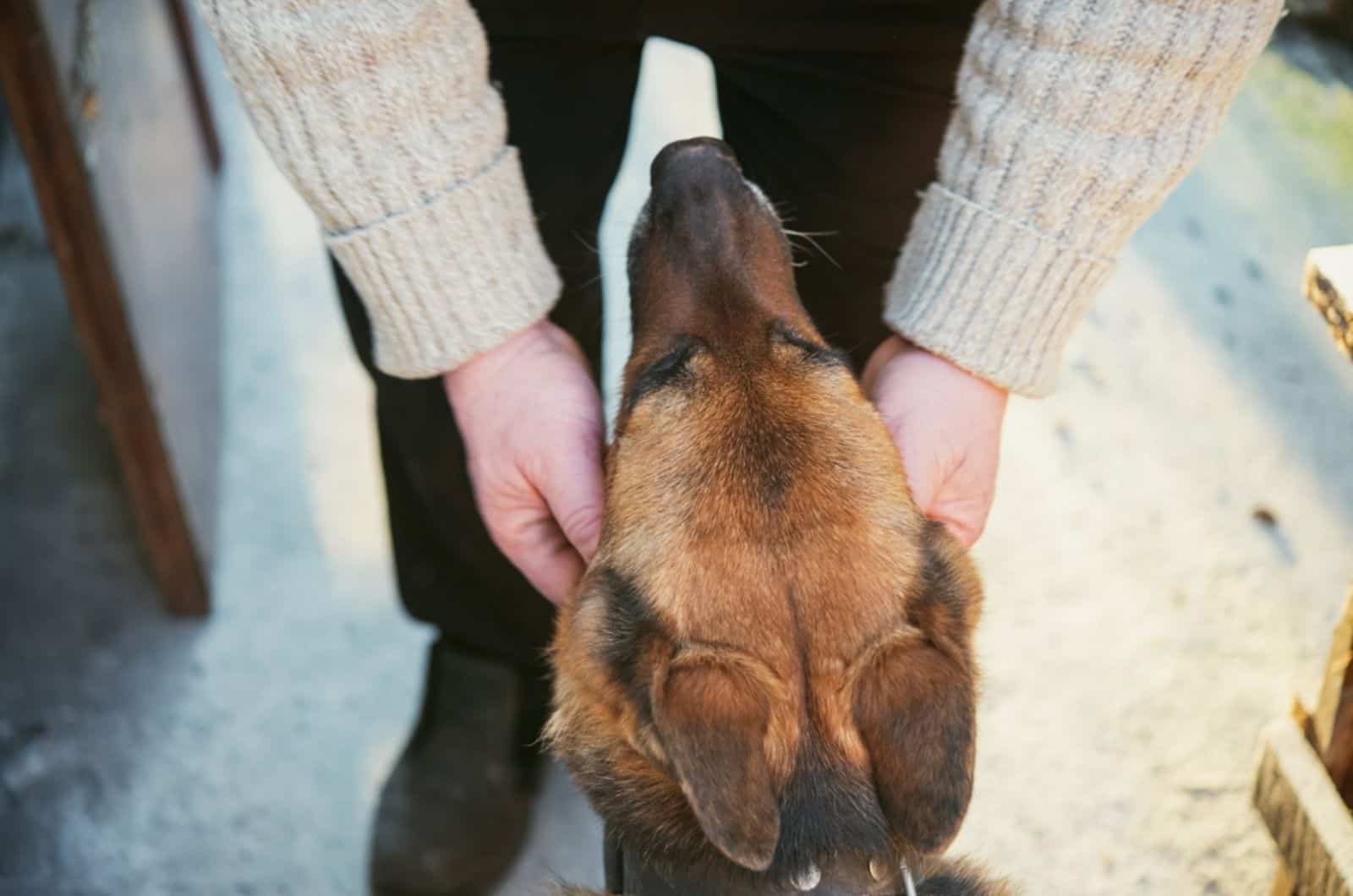 owner stroking a german shepherd dog sitting in front of him