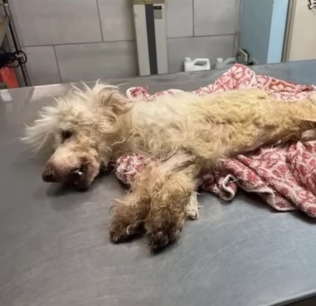 poor dog laying on vet table