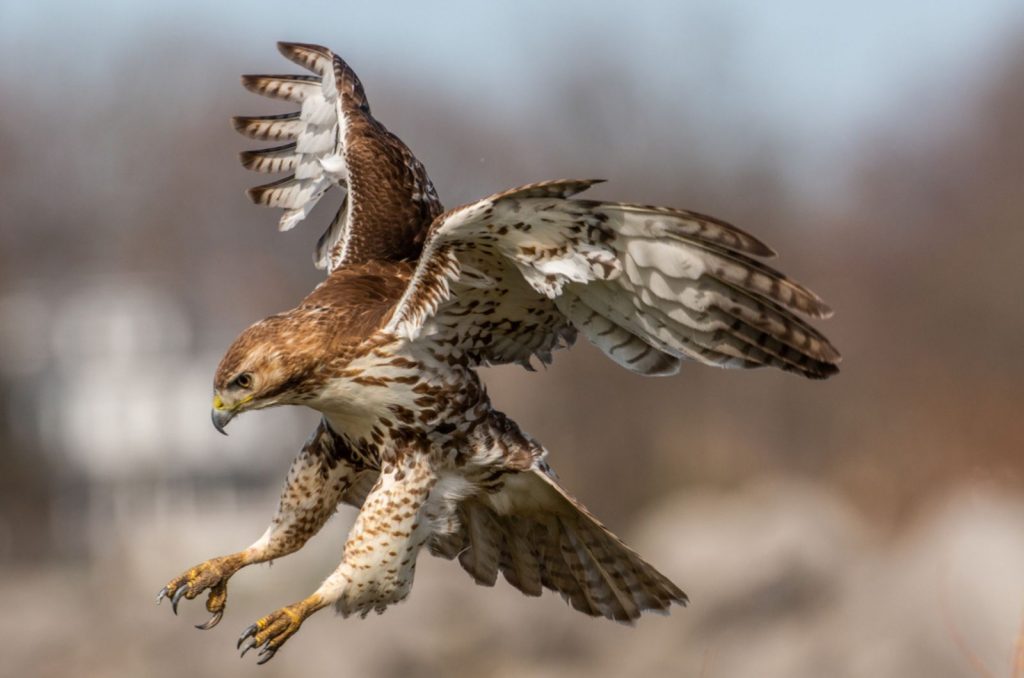 red-tailed hawk about to grab something