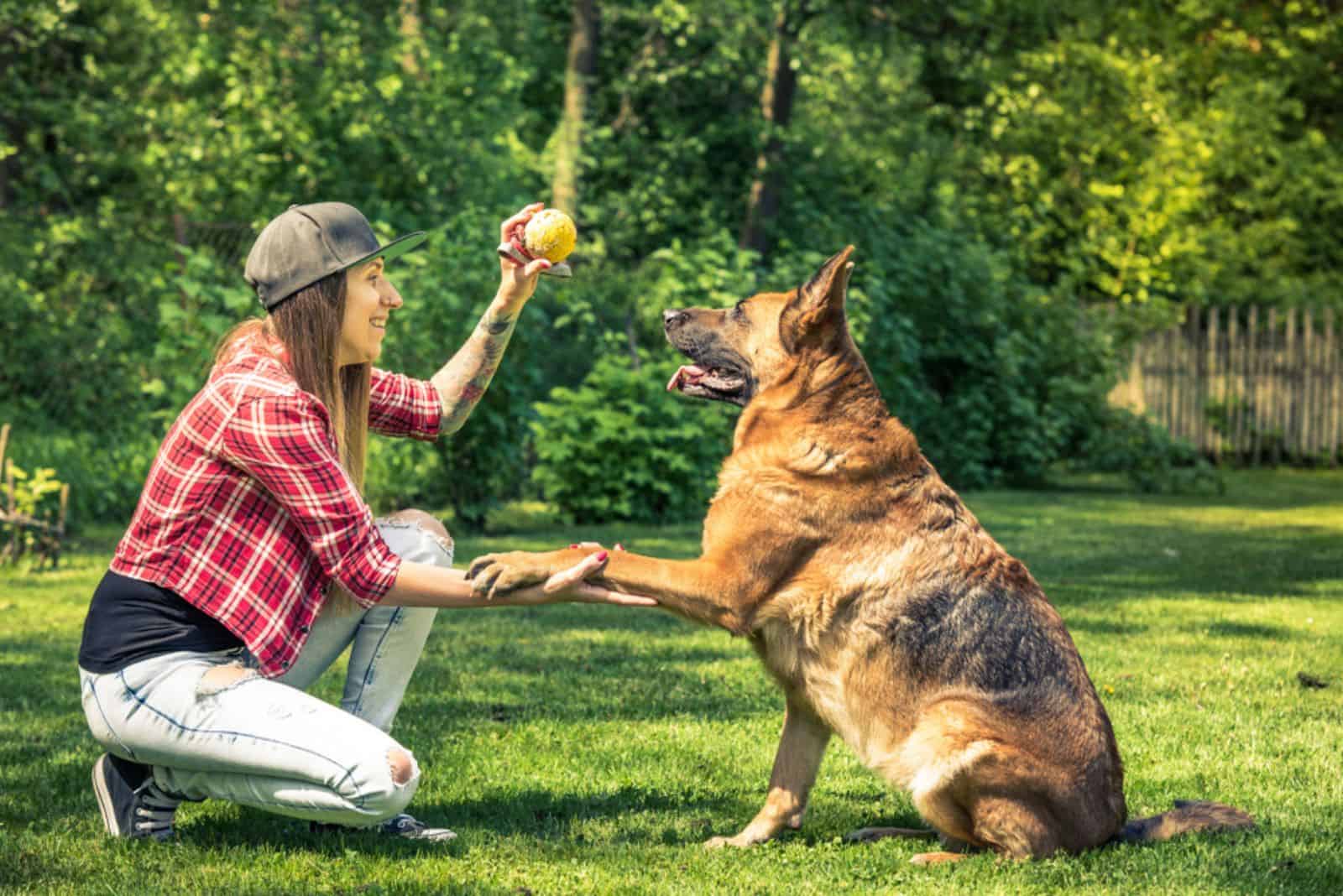 the German shepherd closely follows the woman