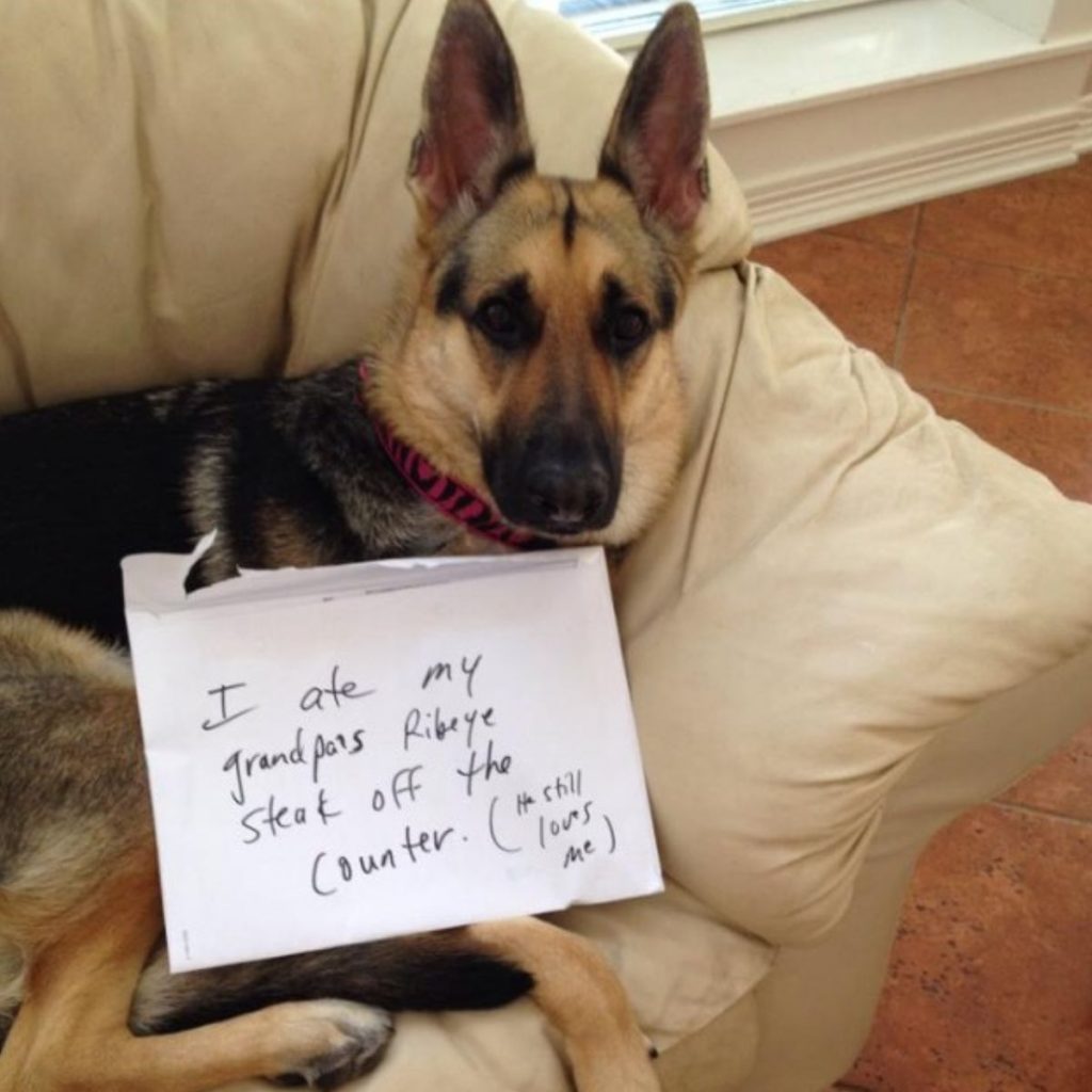 the dog is lying on the couch with a message on paper