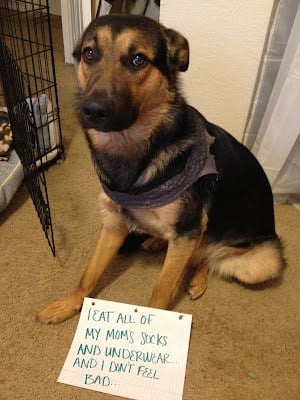 the dog sits on the floor and looks sadly at the camera