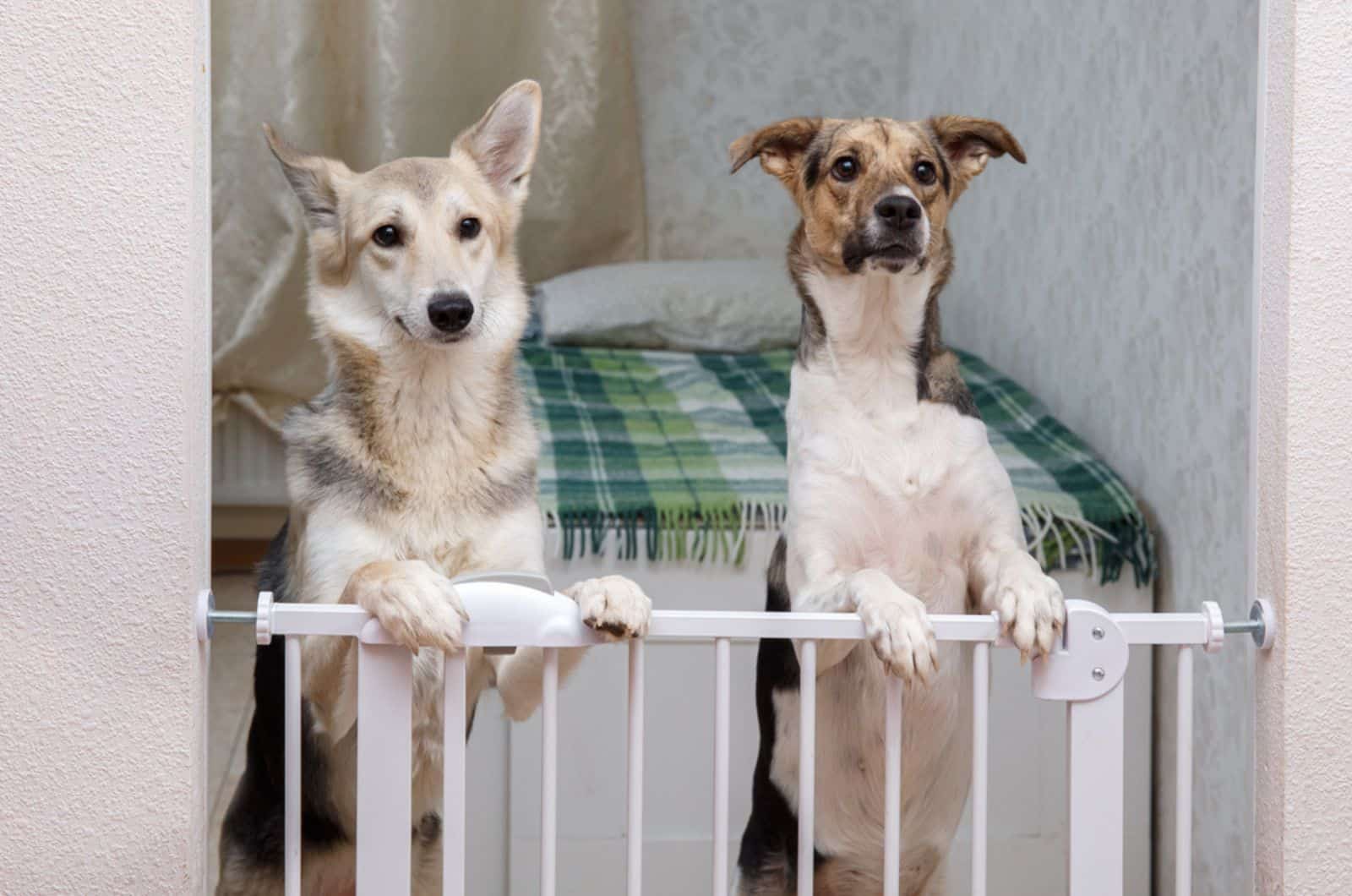 two dogs standing on hind legs behind safety gate indoors