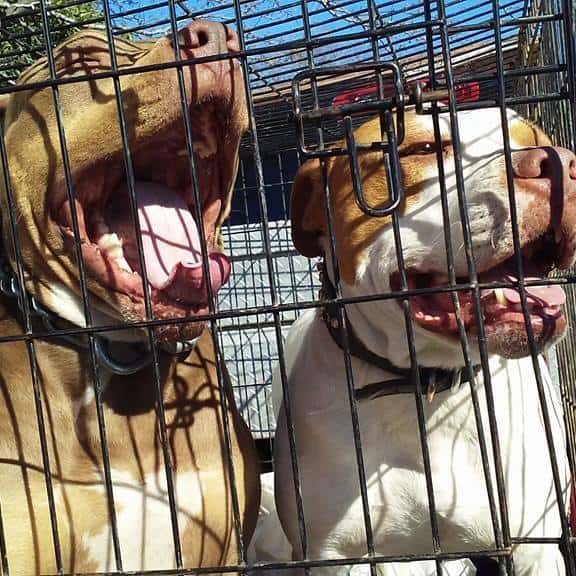 two pit bulls locked in a cage