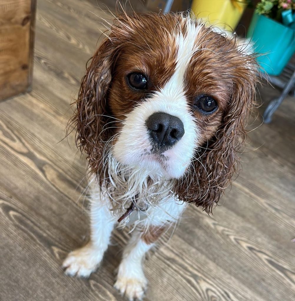 29 Wet Dogs That Turn Into Gremlins After Taking A Bath