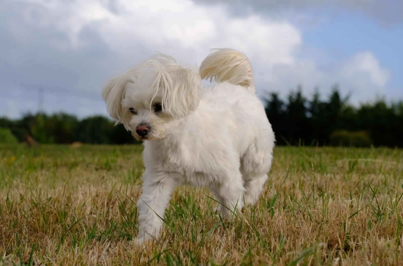 white maltese in the park