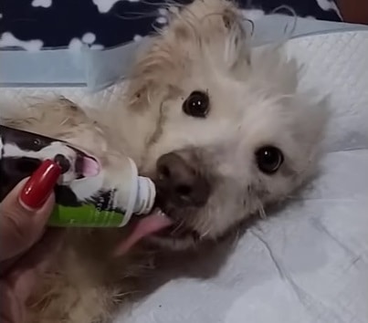 woman feeding little puppy