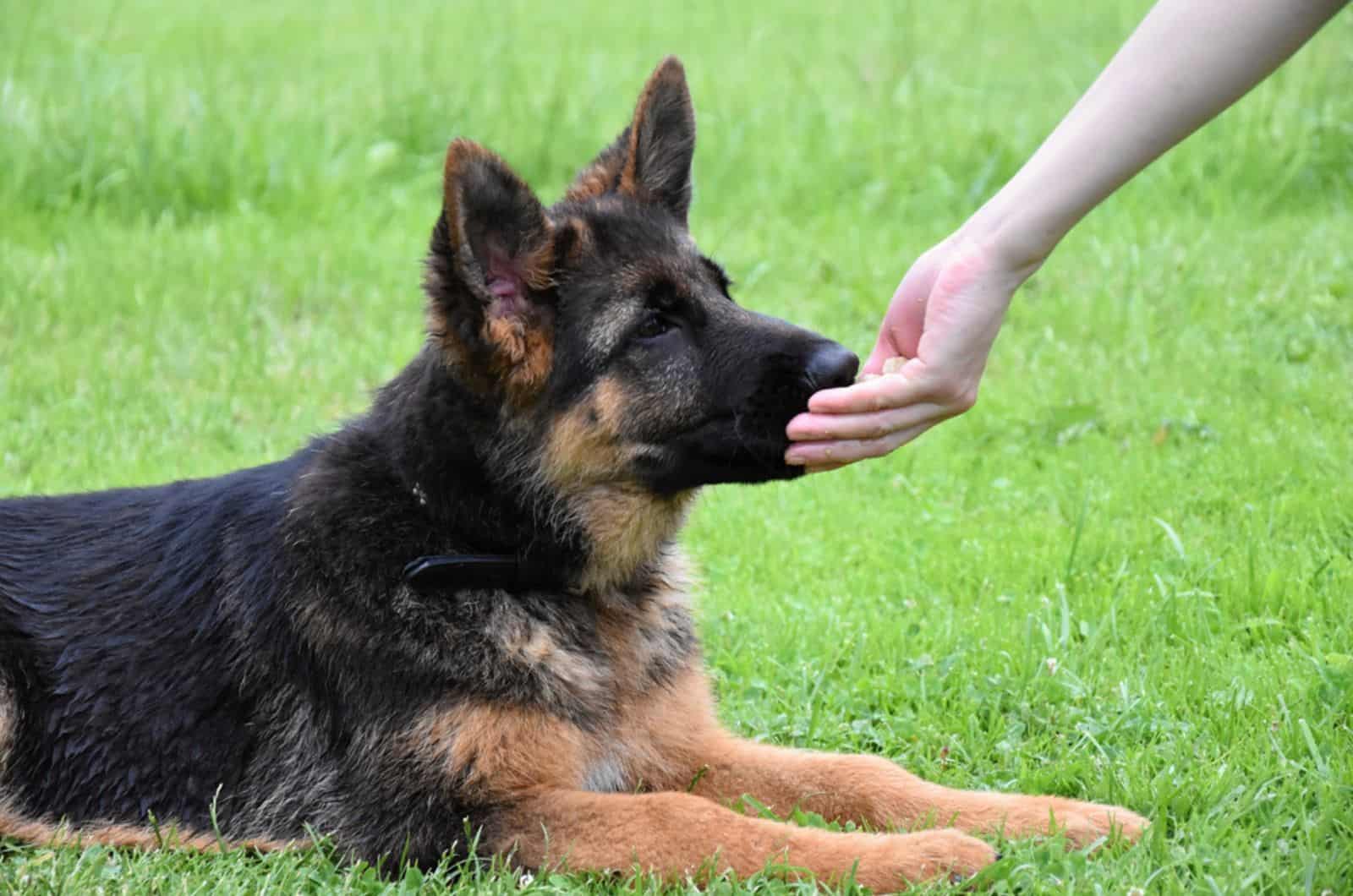 woman giving treats to german shepherd dog in the park