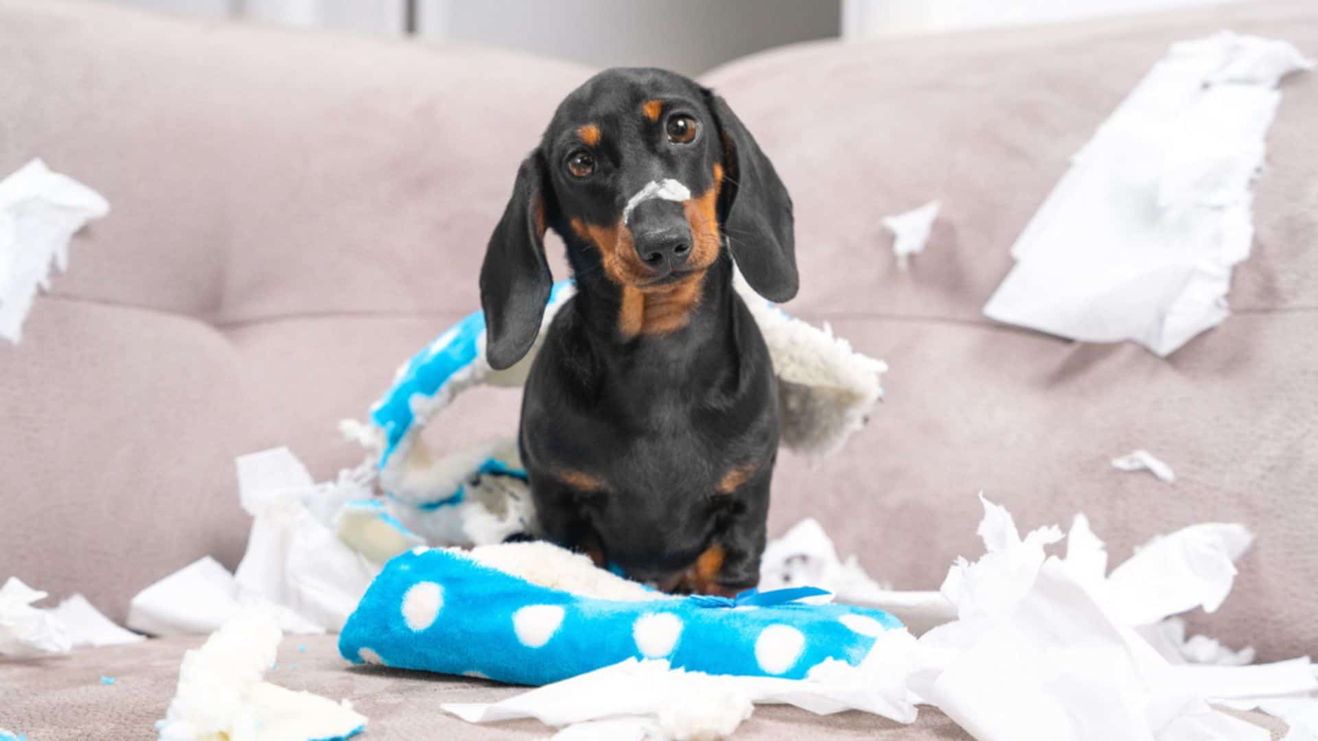 dachshund puppy making a mess