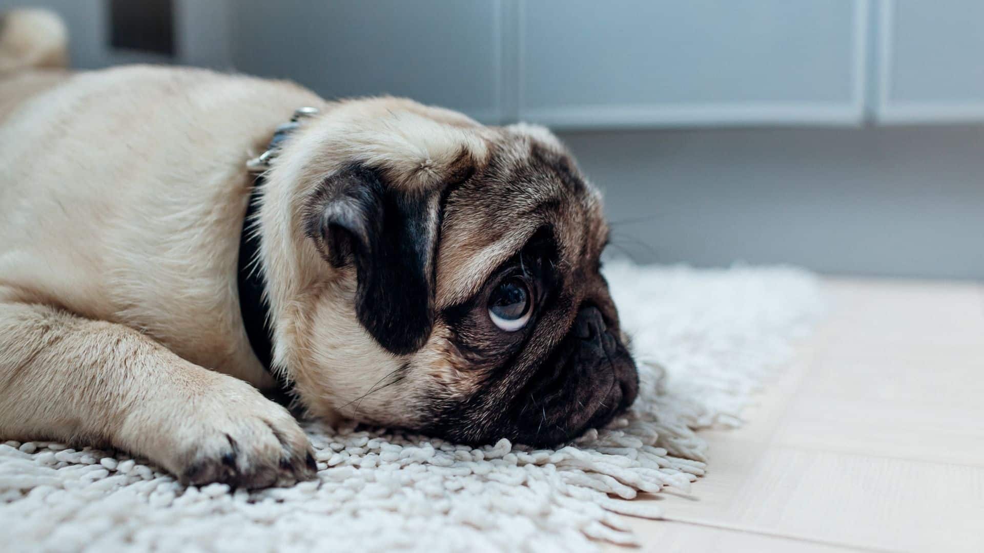 Here Are 4 Practical Tips On How To Deal With Your Doggo’s Separation Anxiety
