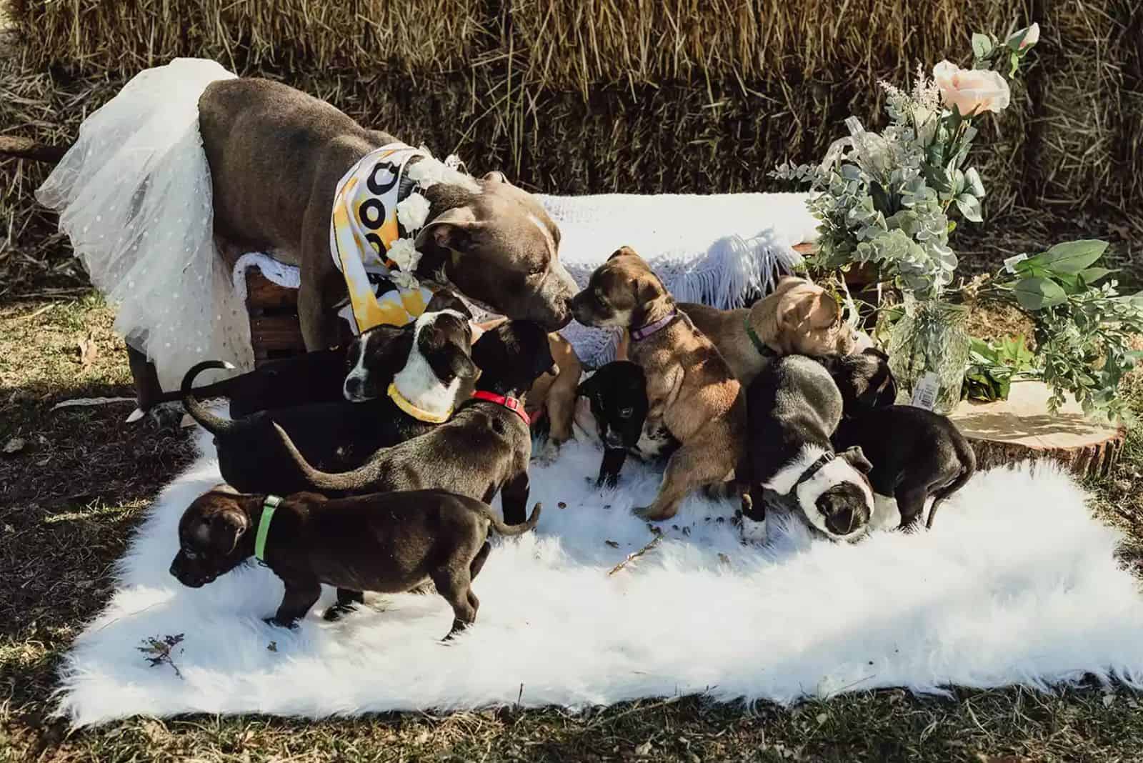 Adira and her litter of puppies