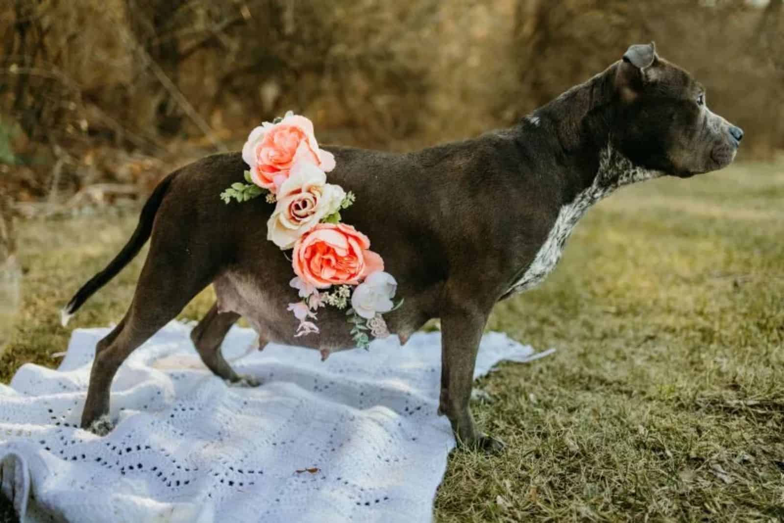 Adira's maternity shoot photo