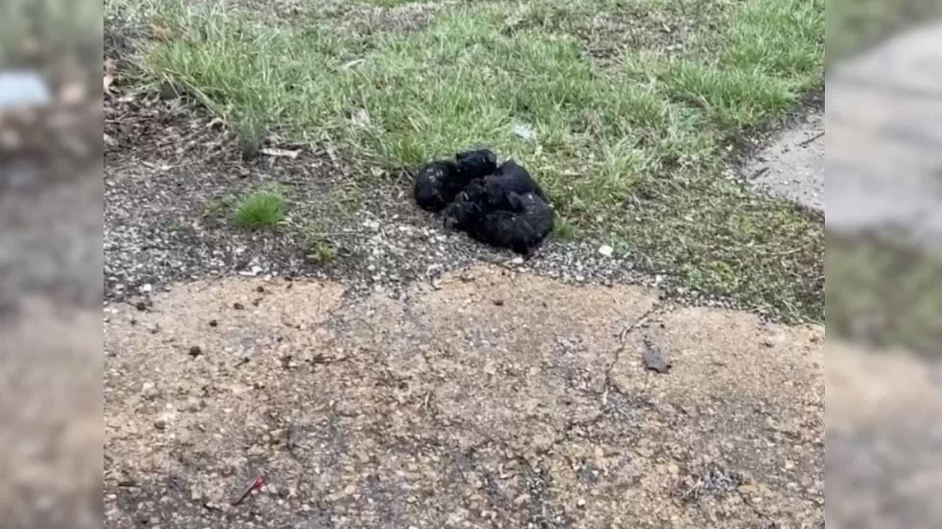 group of black puppies near the road