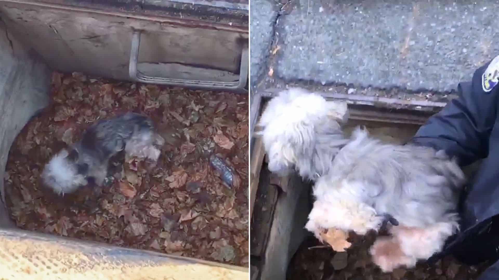 New York Dog Saved From A Storm Drain Successfully Returned To His Family 