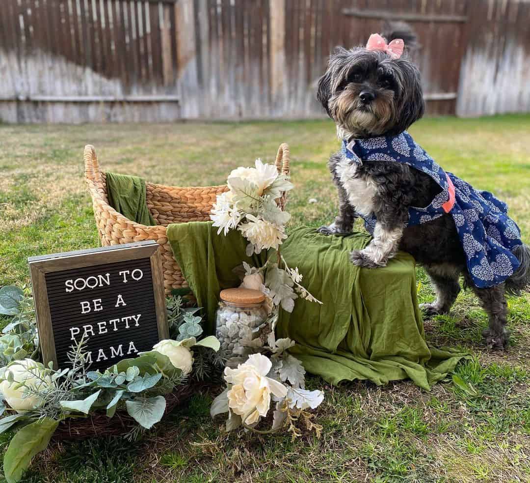 Evee the dog's maternity photo