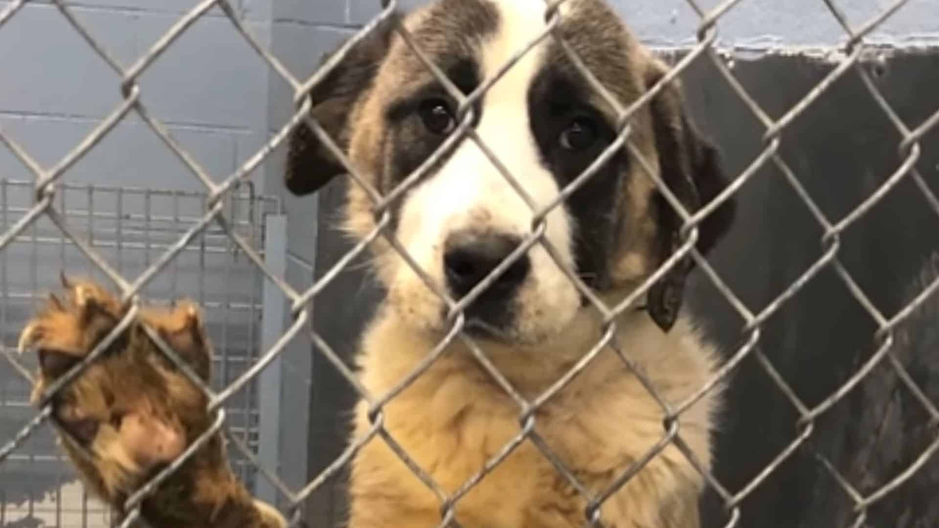 Shelter Dog Who Lived In A Tiny Crate For 6 Years Freaks Out Over Cheeseburger