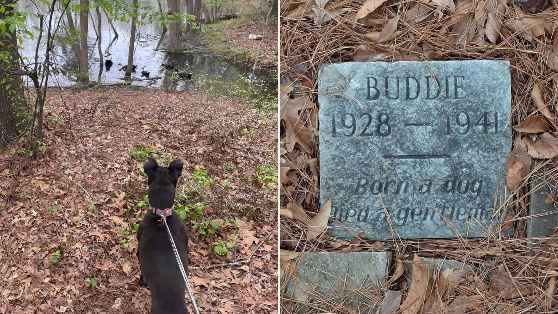 The Inscription On This Old Dog’s Grave Will Leave You In Tears
