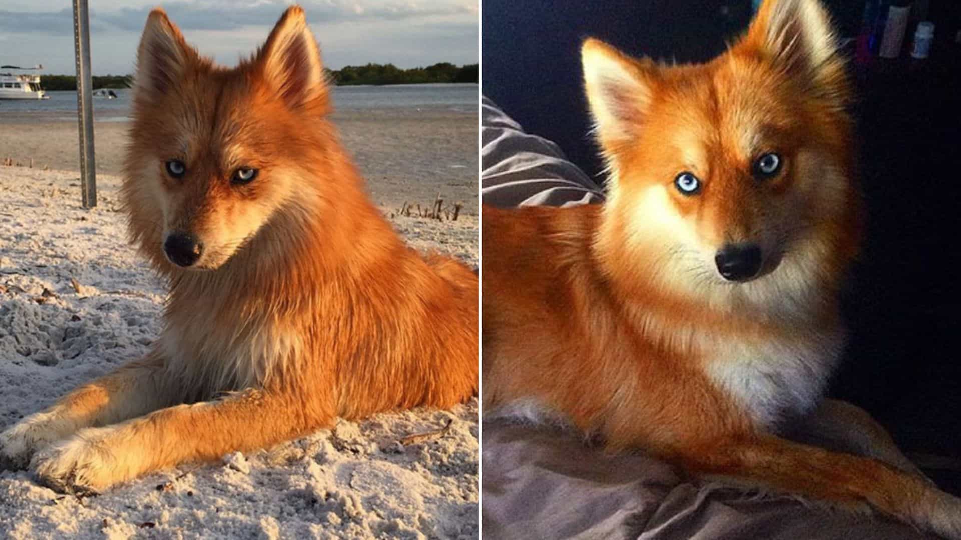 This Is Mya, The Charming Pomsky That Looks Just Like A Fox