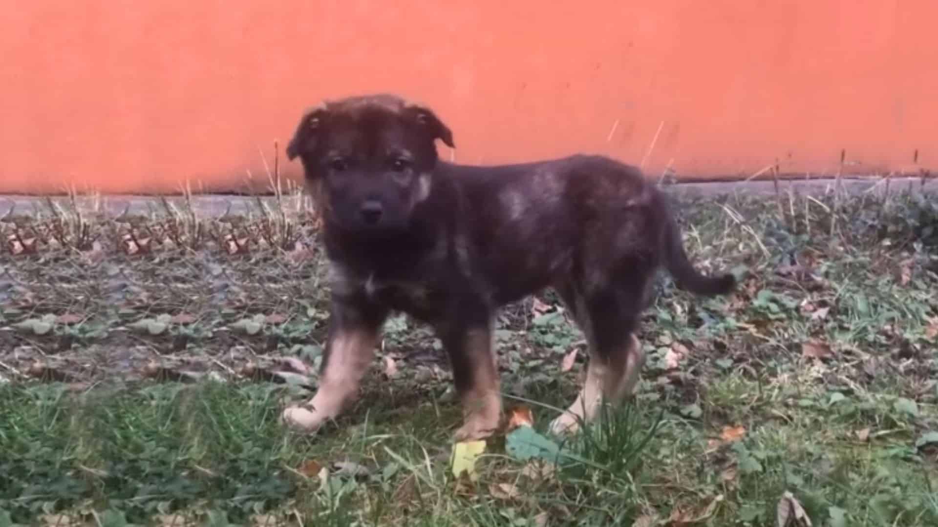 cute puppy on the street