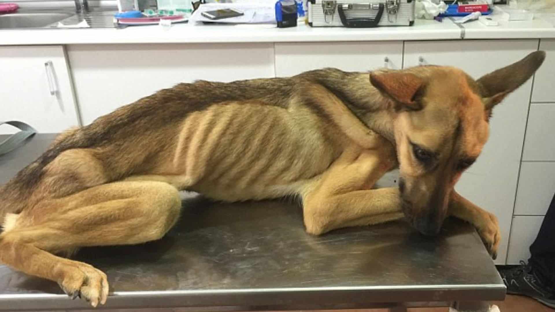 starving puppy lying on examination table at vet clinic