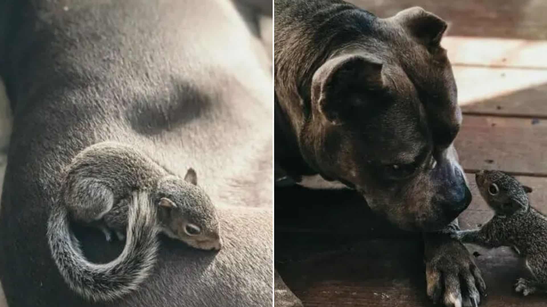 pitbull and a squirrel