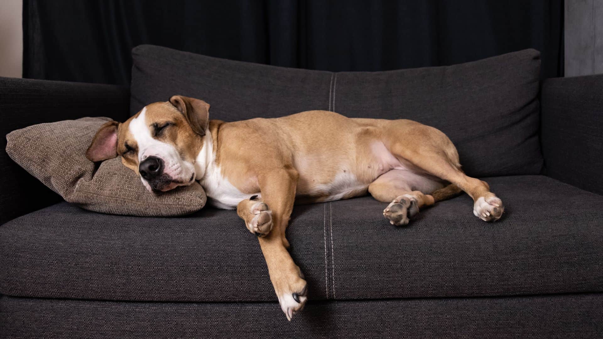 dog sleeping on the couch