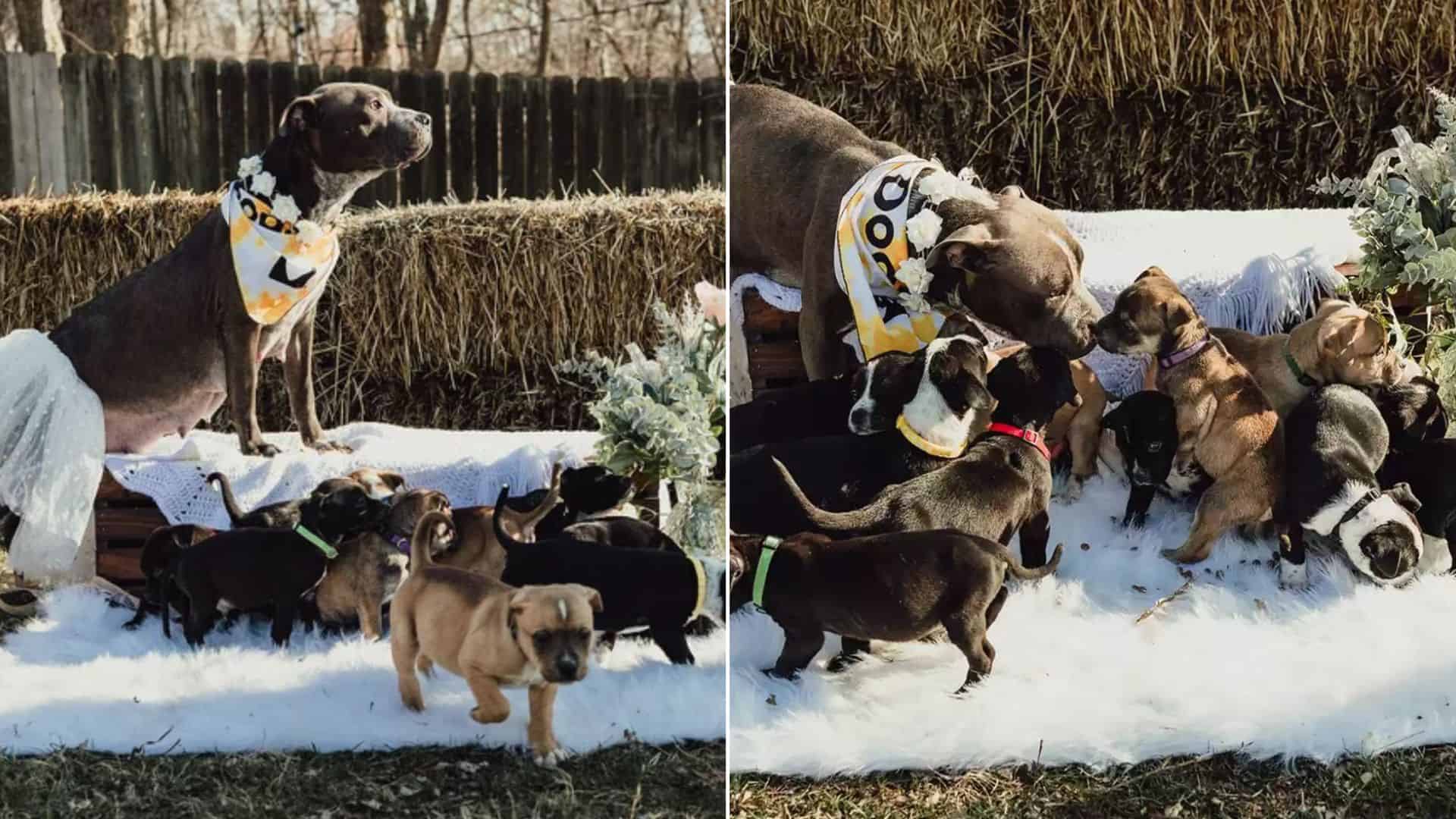 This Rescue Dog’s Maternity Shoot Photos Will Make Your Mother’s Day Much Sweeter