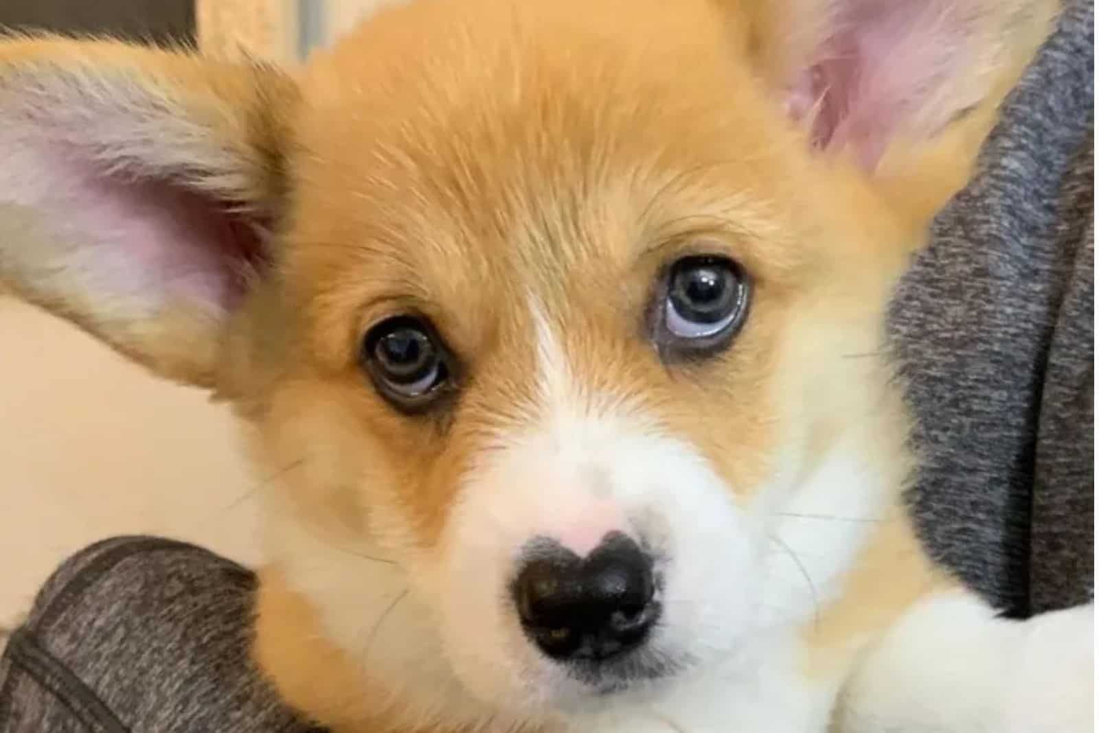 Wallace, corgi with a heart-shaped nose