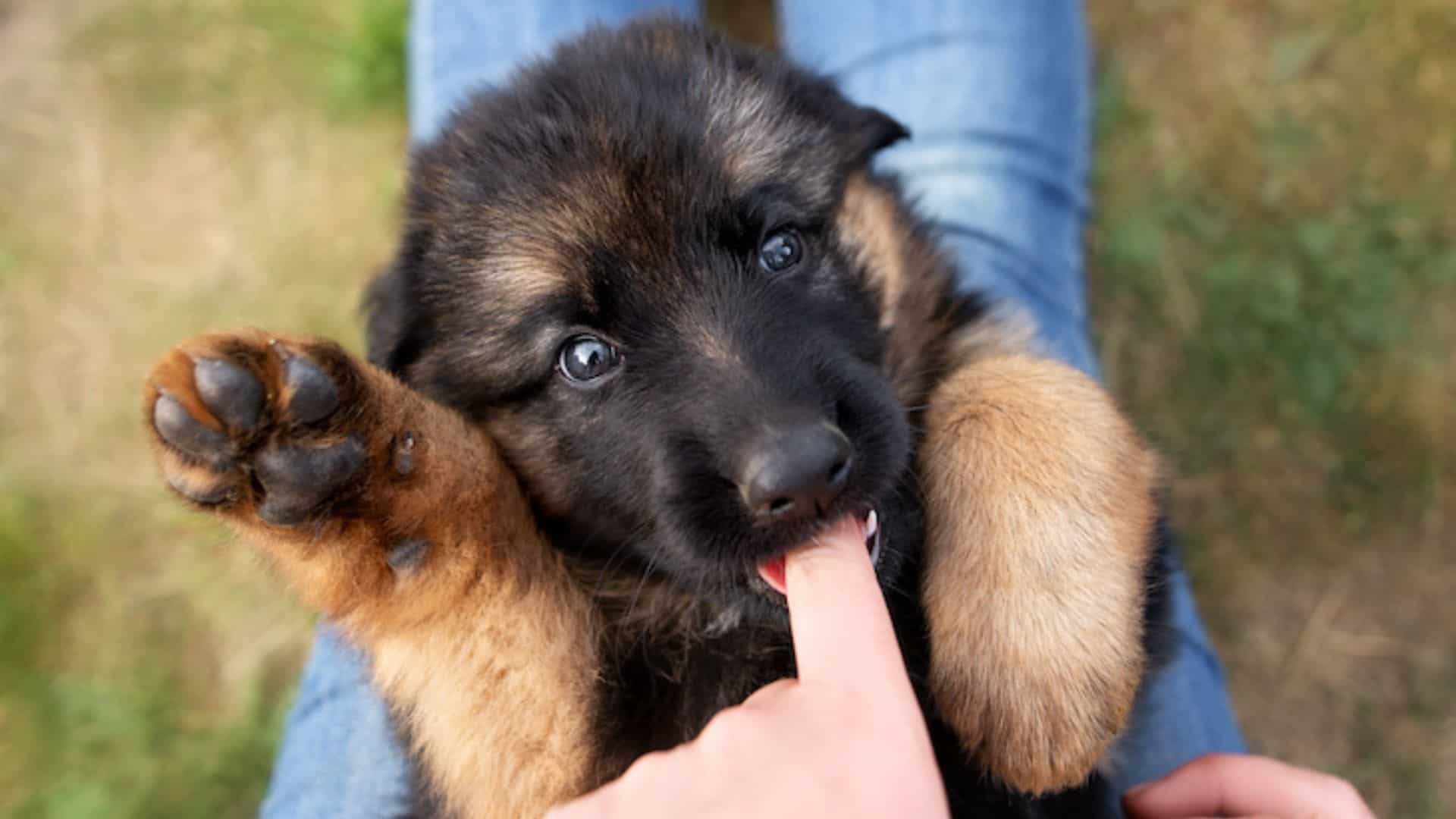 german shepherd puppy nibble his owners finger