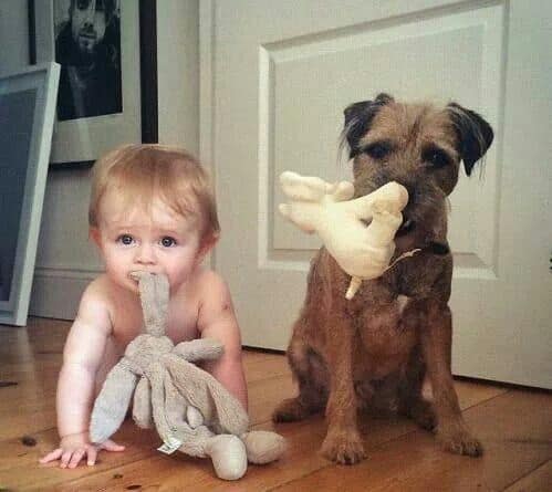 a dog and a child hold a toy in their mouths