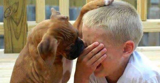 a dog caresses a crying boy