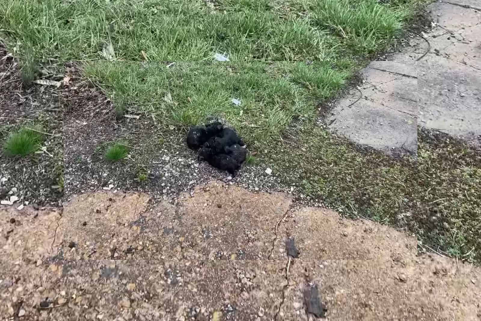 a group of puppies near the road