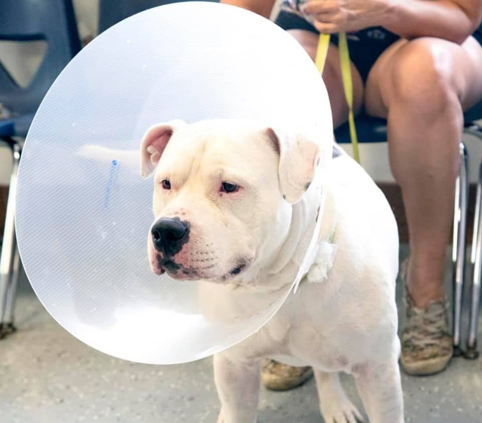 a woman is holding a sick dog on a leash