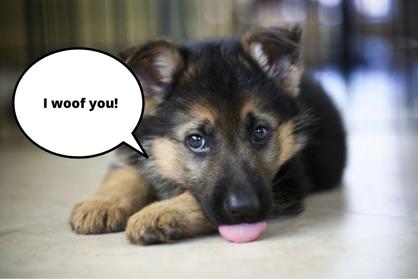 Why Does My German Shepherd Nibble On Me?