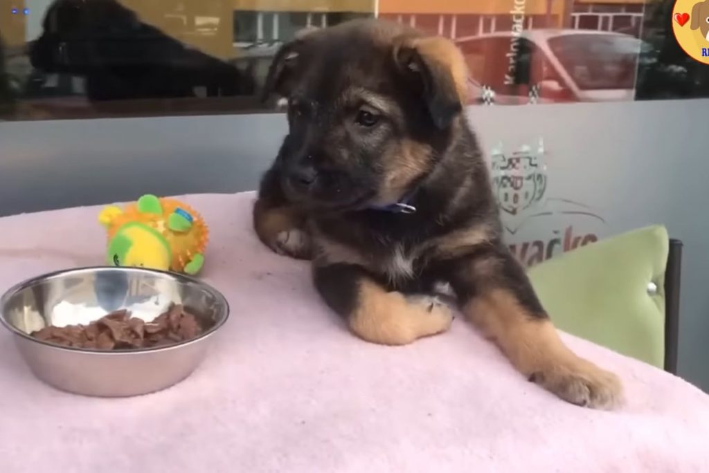 adorable puppy lying beside bowl with food