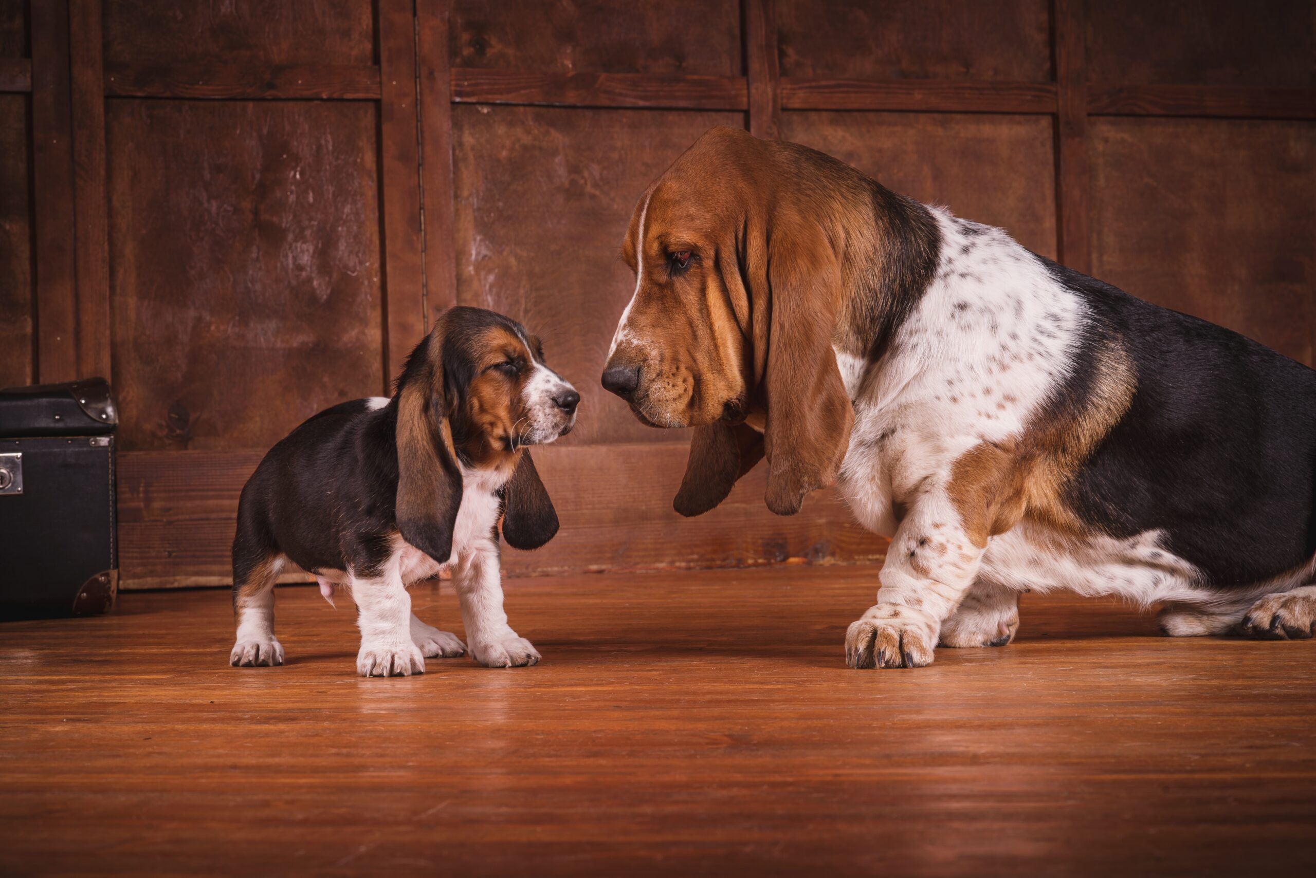 adult basset hound and a puppy