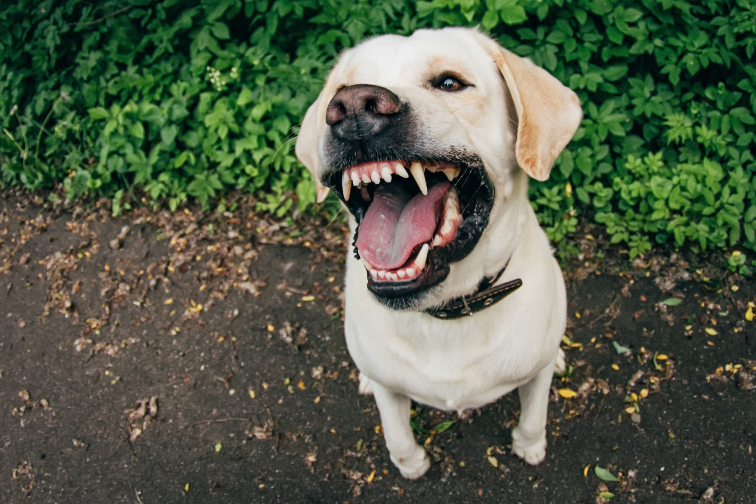 aggressive labrador