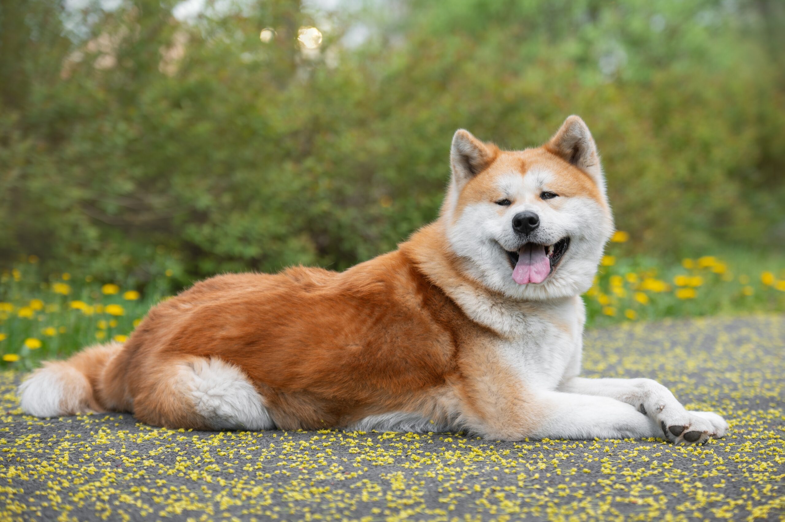 akita dog smiling