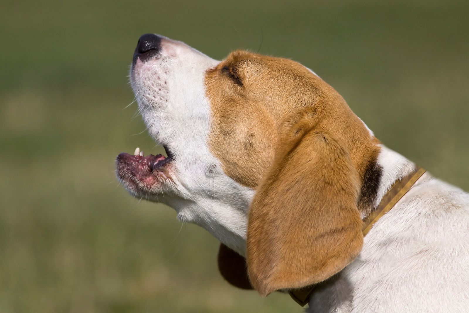 beagle barking 