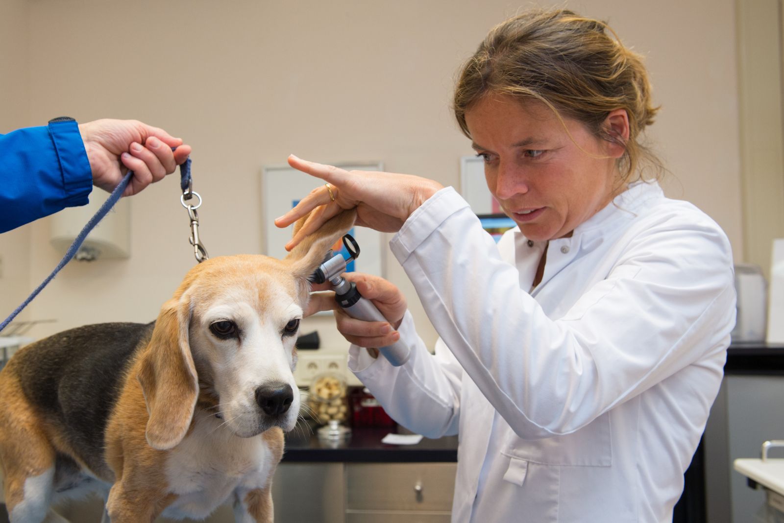 beagle at the vet