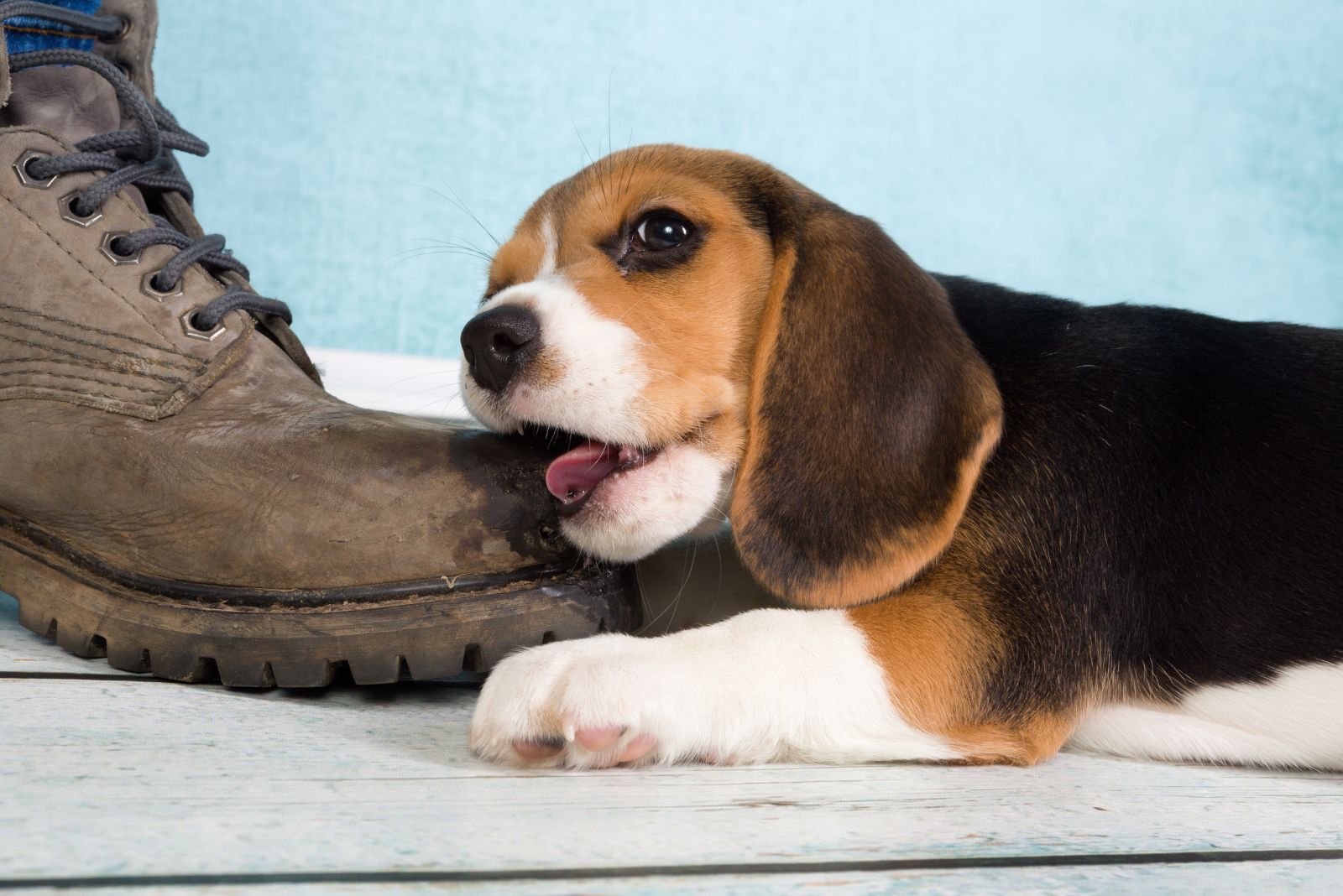 beagle chewing a shoe