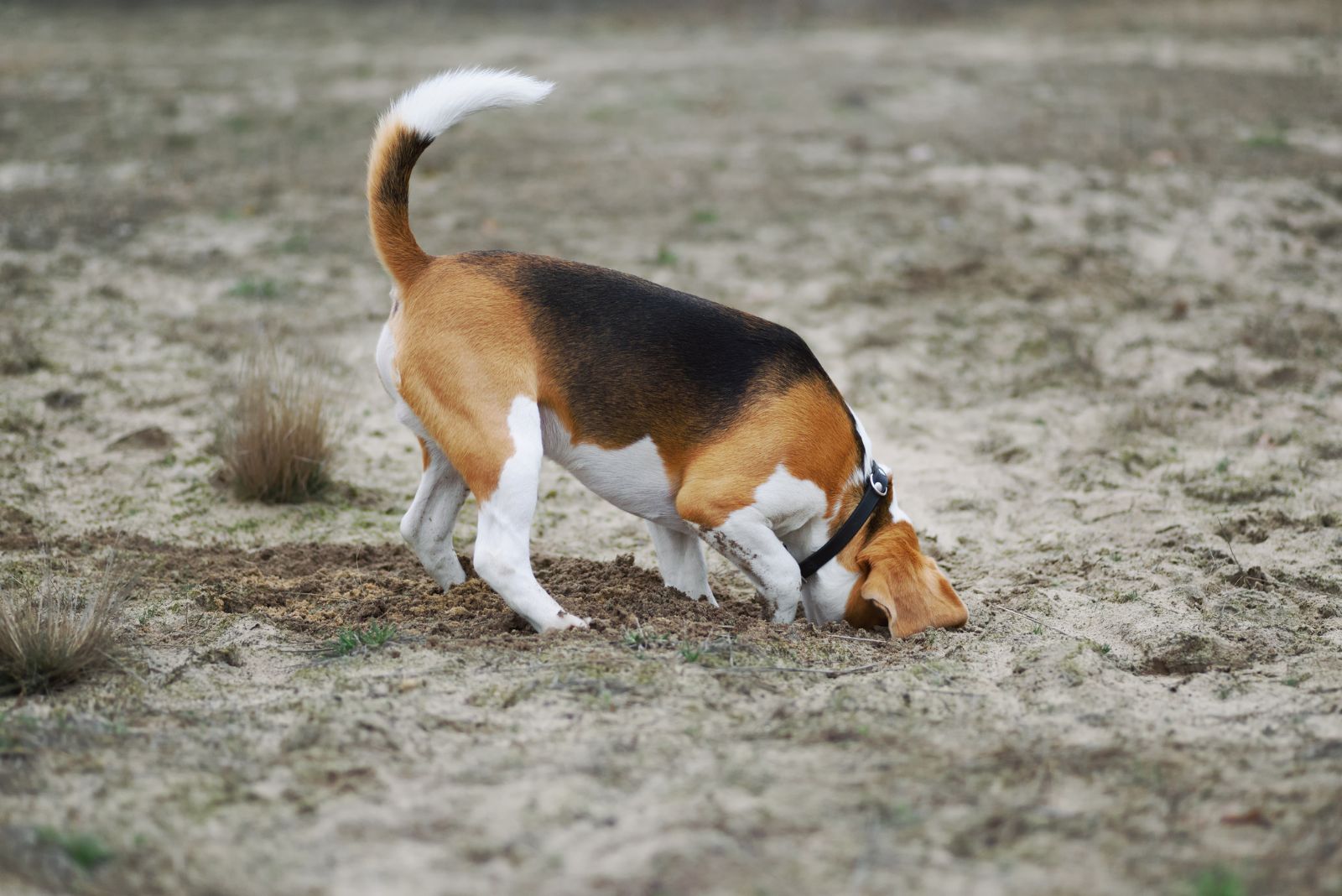 beagle digging