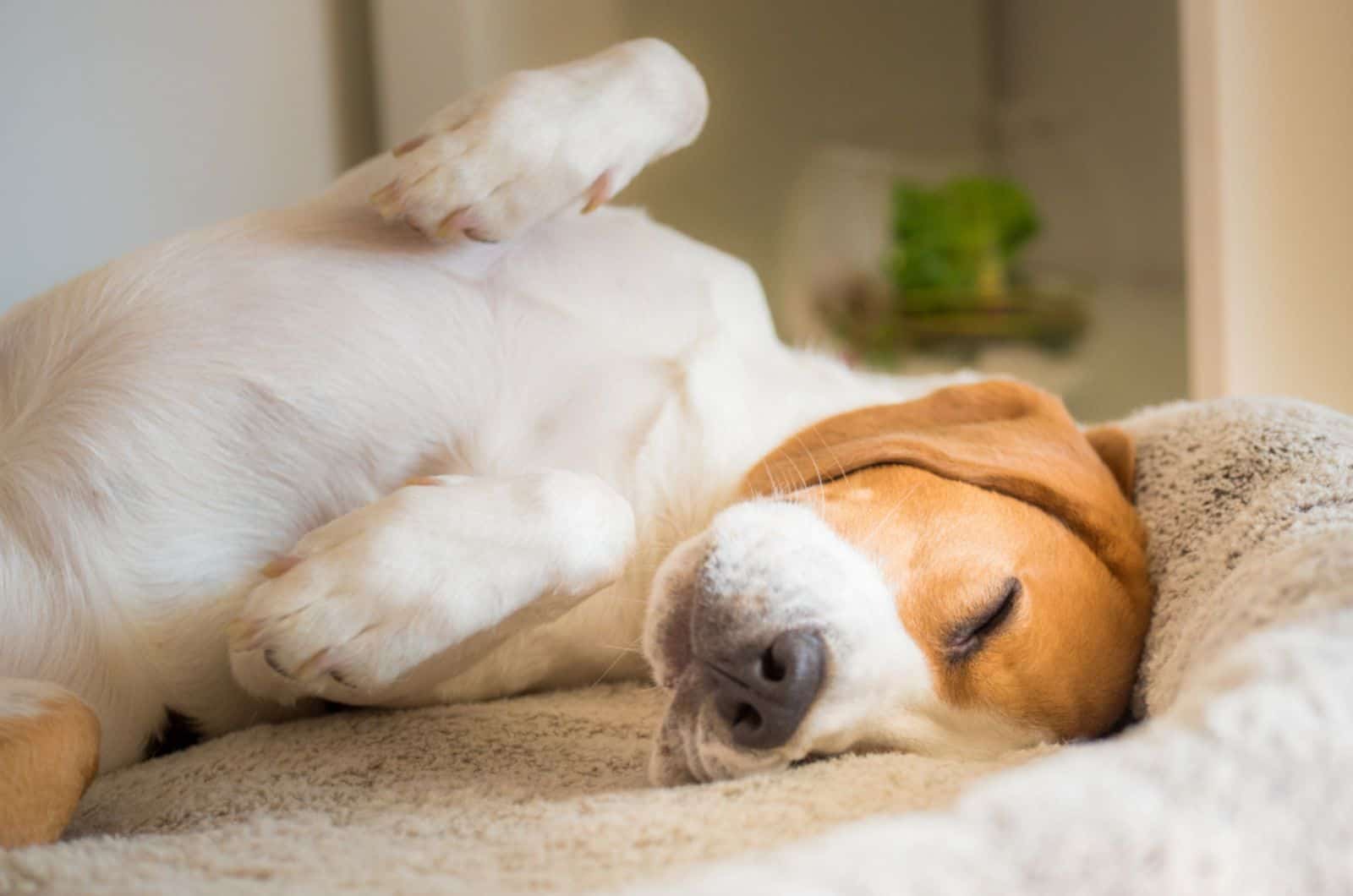 beagle dog sleeping on the couch