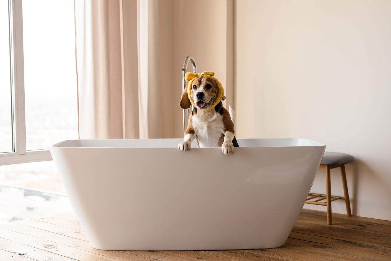 beagle in a bath