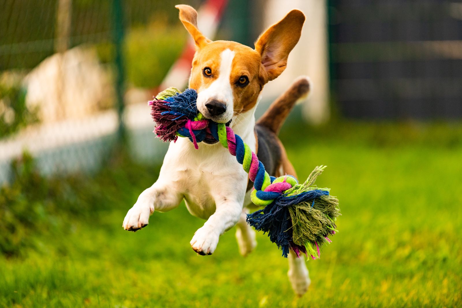 beagle jumping with toy in mouth