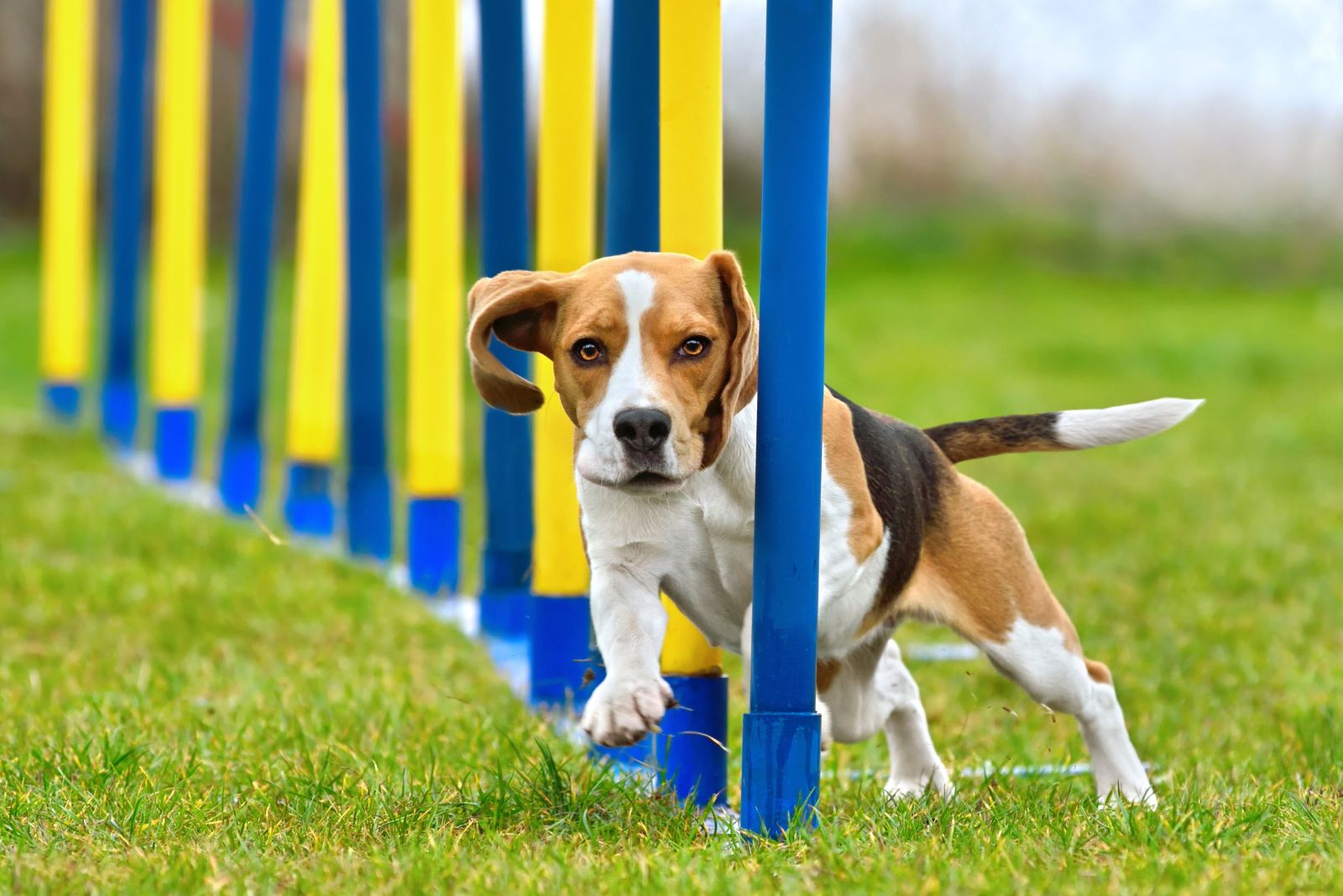 beagle on agility training