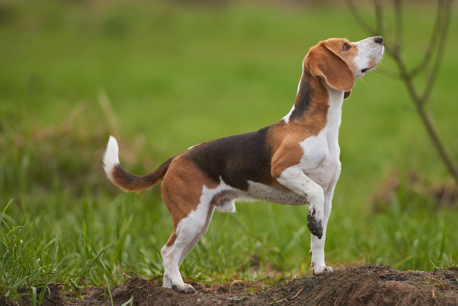 beagle outside