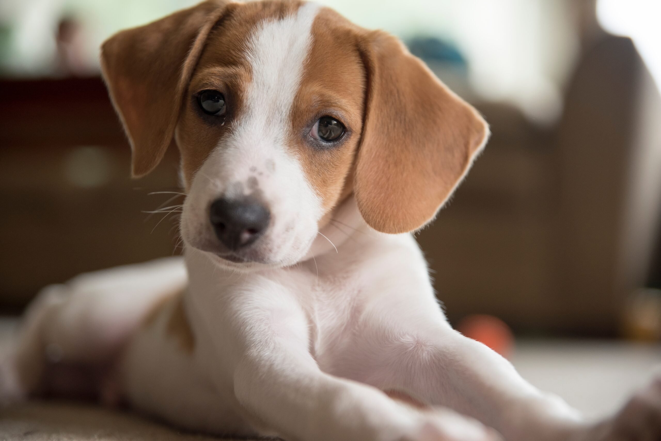 beagle puppy cute