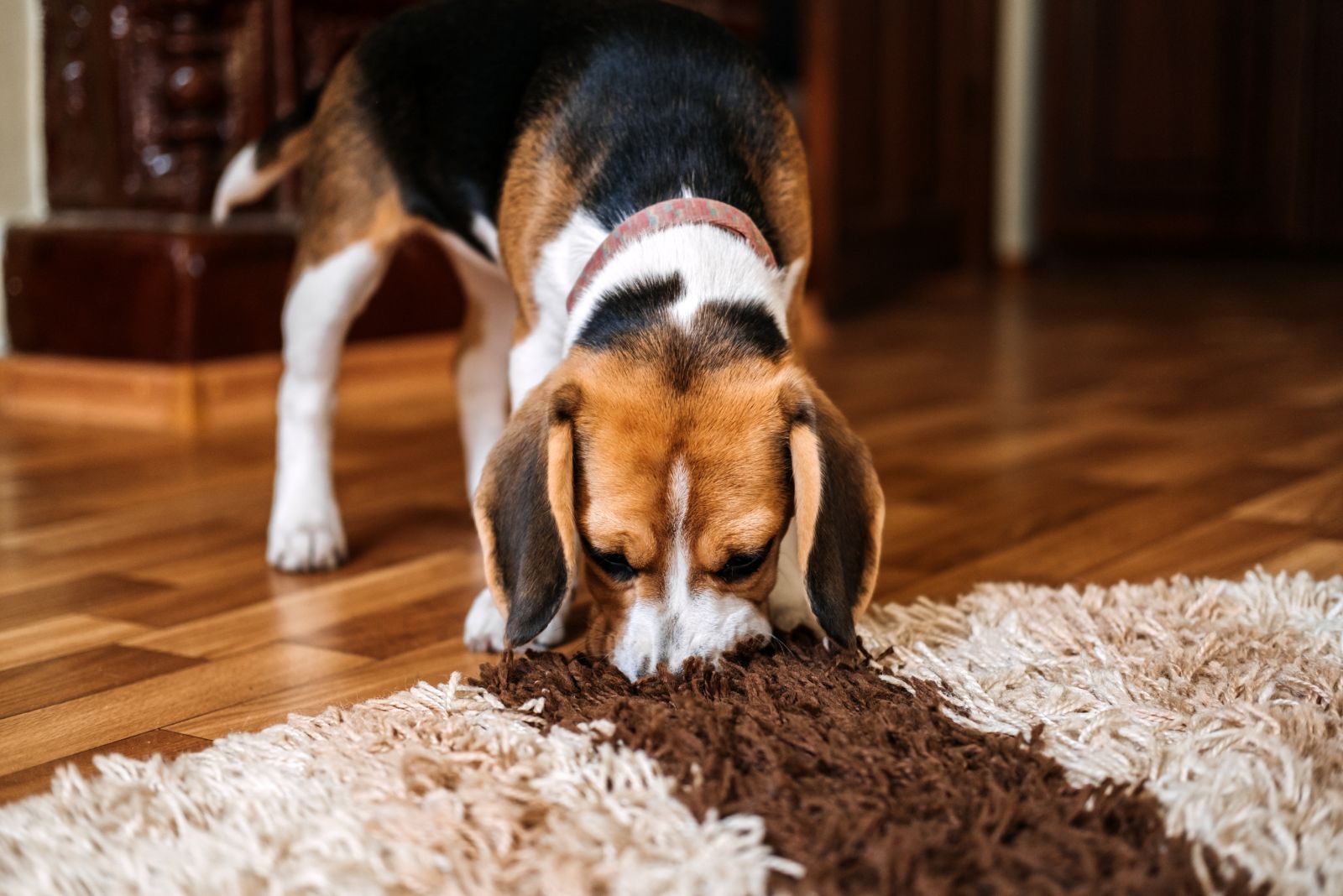 beagle smelling carpet