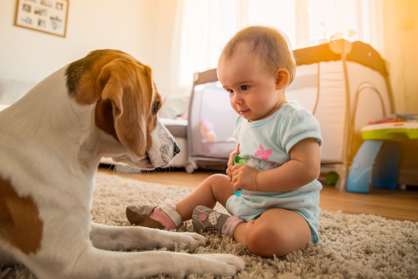 beagle with a baby